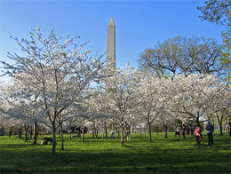 Aerial Photo of Washington Monument, Washington DC